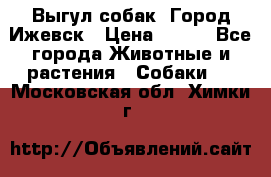 Выгул собак. Город Ижевск › Цена ­ 150 - Все города Животные и растения » Собаки   . Московская обл.,Химки г.